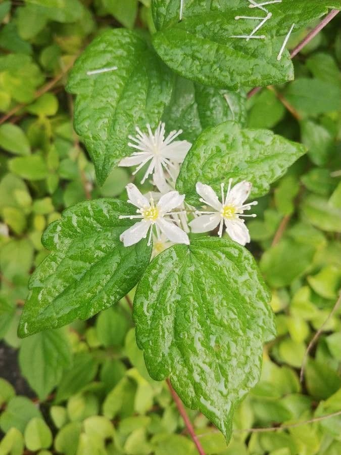 Clematide virginiana 16