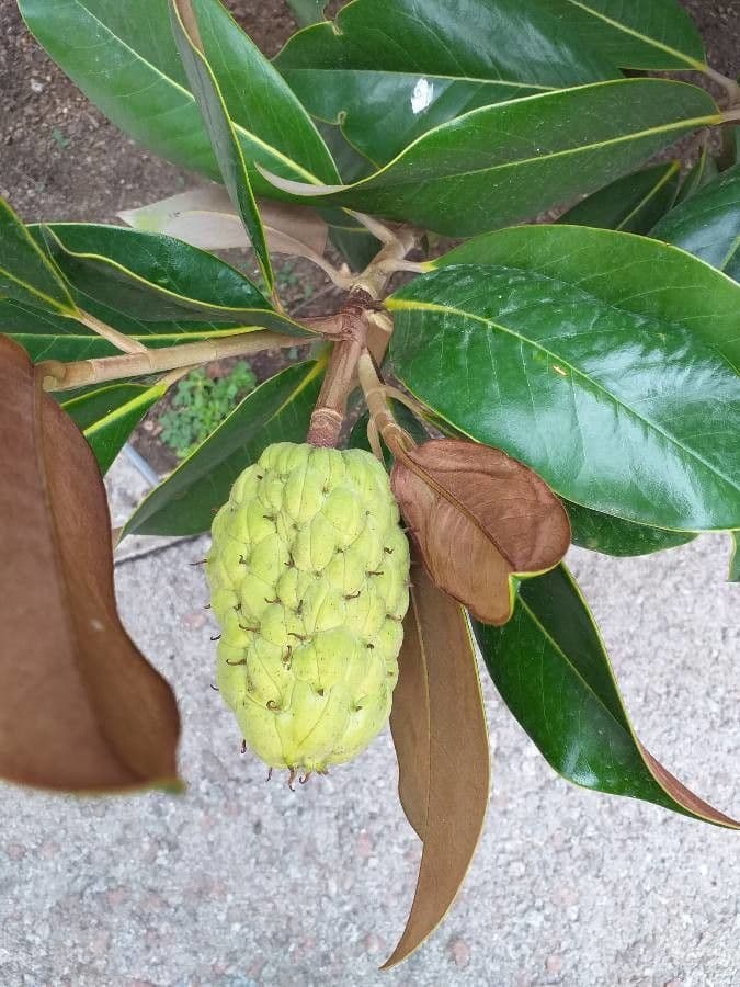 Magnolia grandiflora