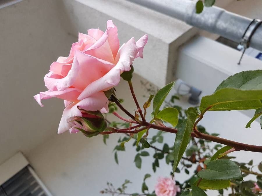 Rosa 30