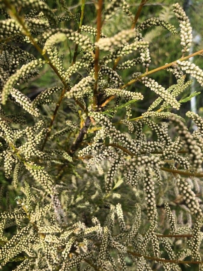 Kanaren-Tamarisk 9