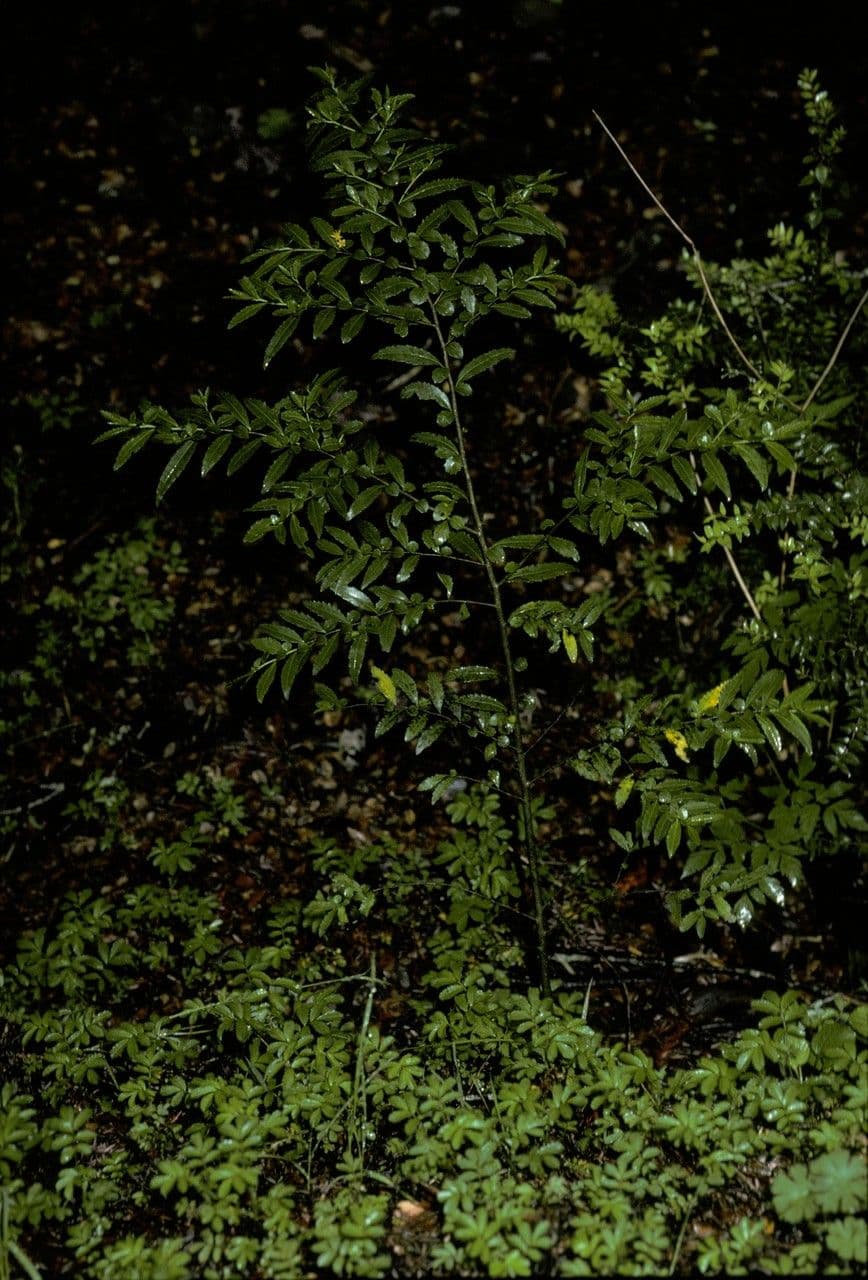 Azara 9