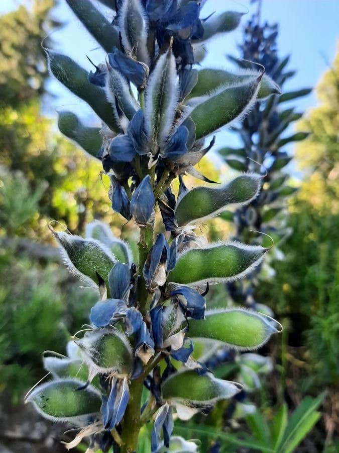 Schmalblättrige Lupine 5