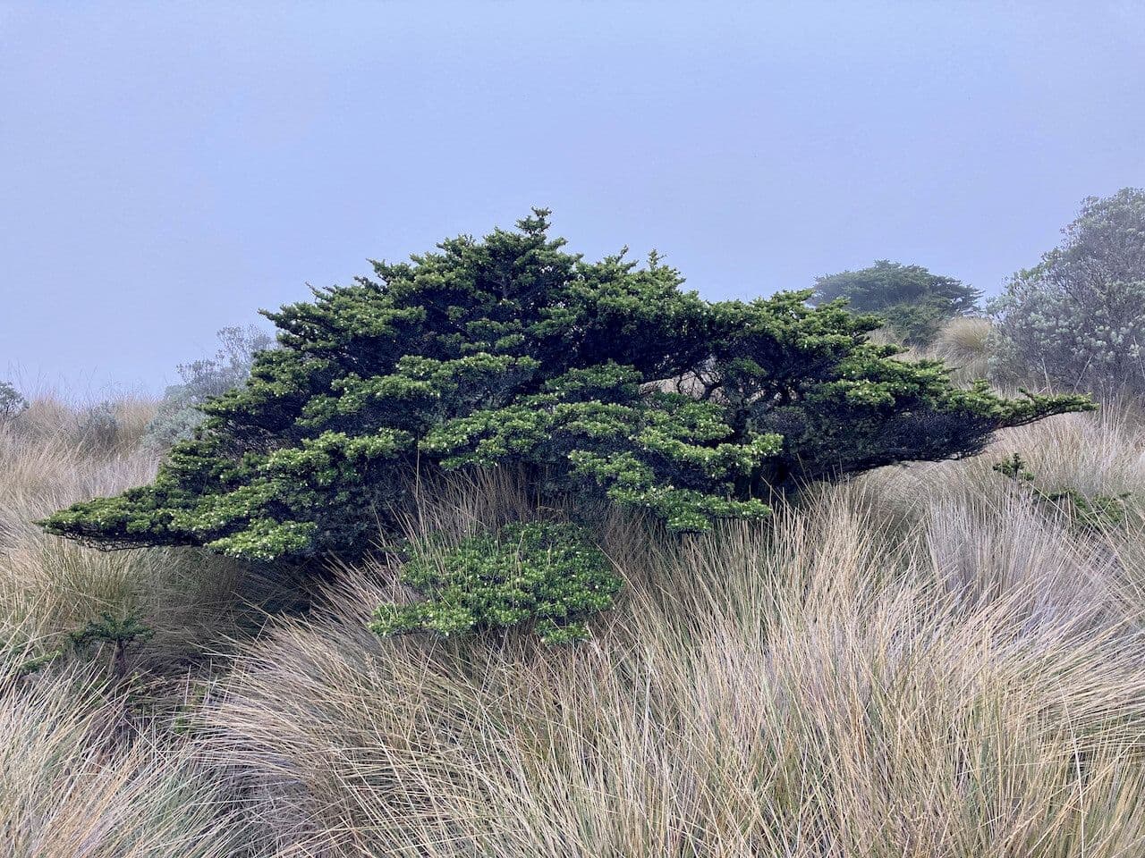 Escallonia 7