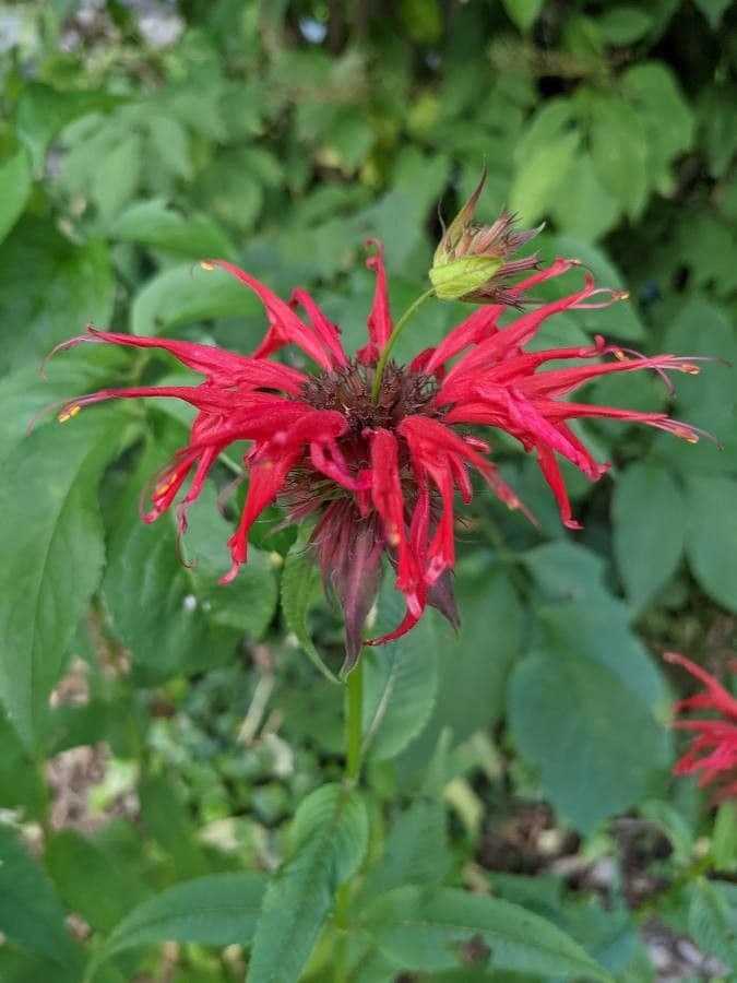 Monarda didyma 7