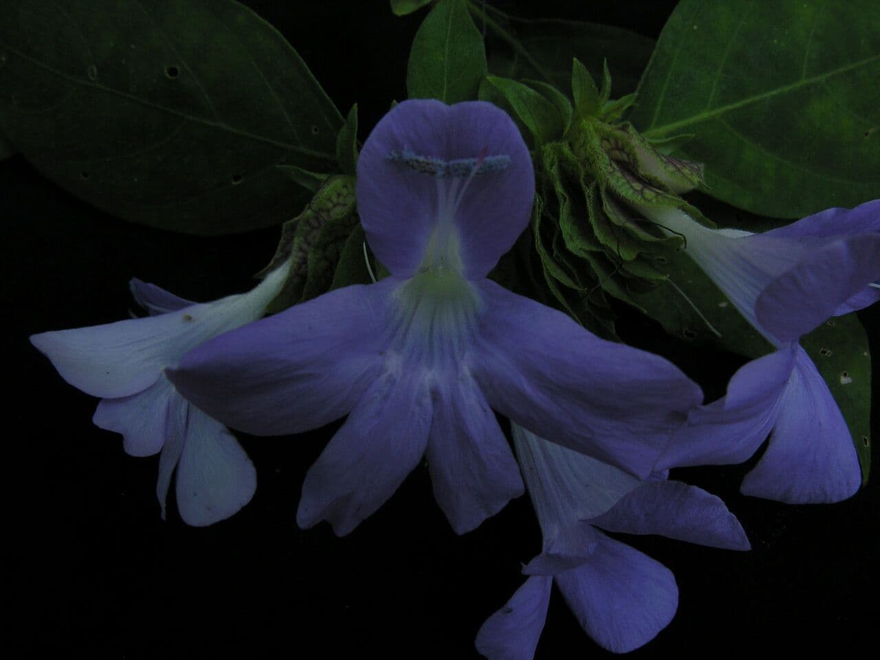 Barleria