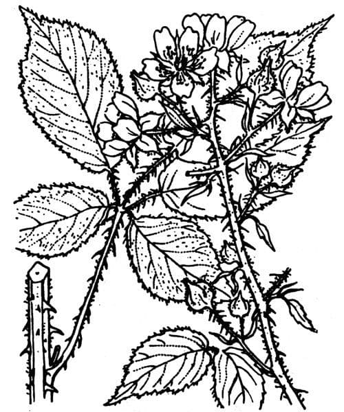 Rovo scuro