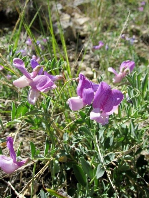 Hrach brachycalyx 5