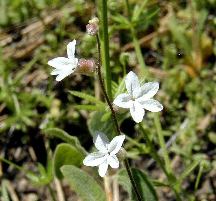Lithophragma 6