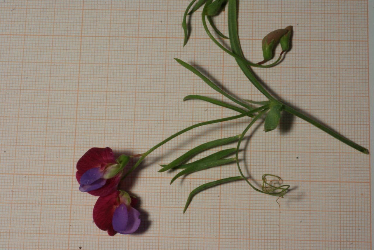 Cicerchia clymenum 11