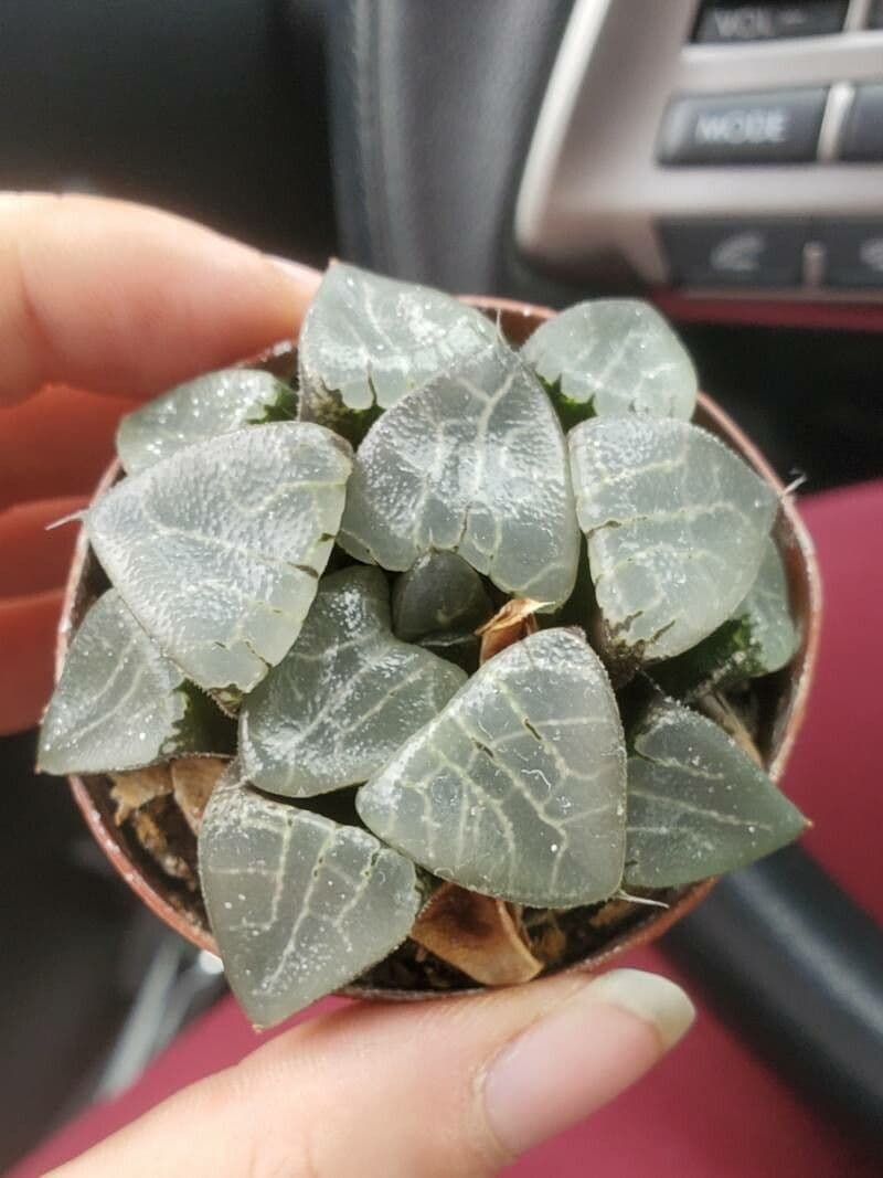 Haworthia 2