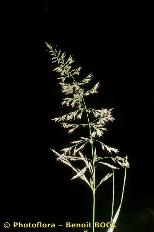 Calamagrostis 24