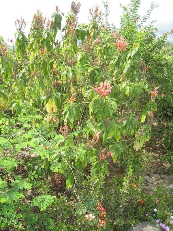 Aphelandra 8