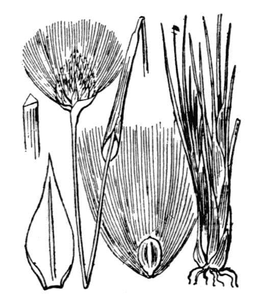 Erióforo 29