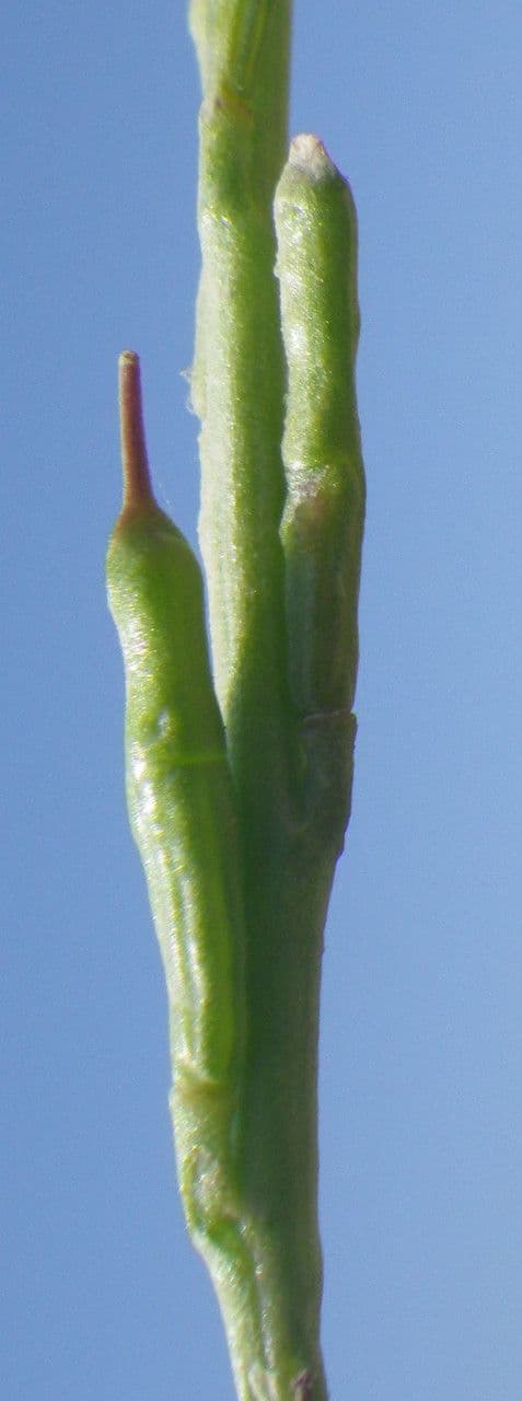 Erucaria 2