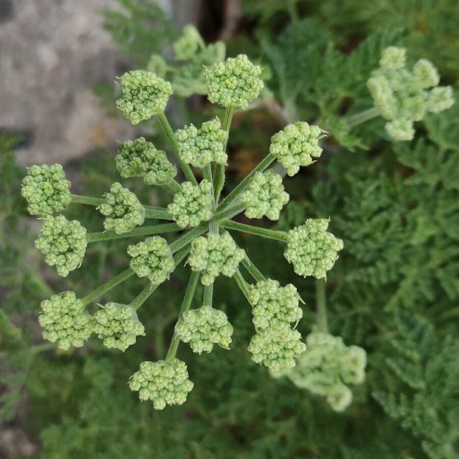 Athamanta sicula 2
