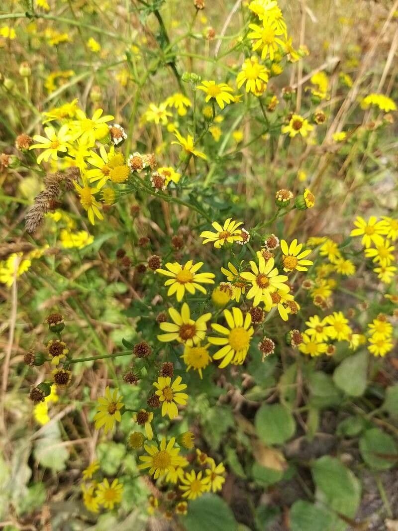 Senecione erratico 5