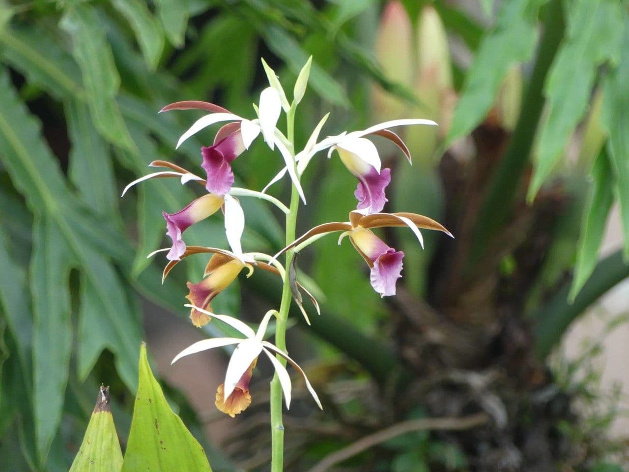 Phaius di Tankerville 5