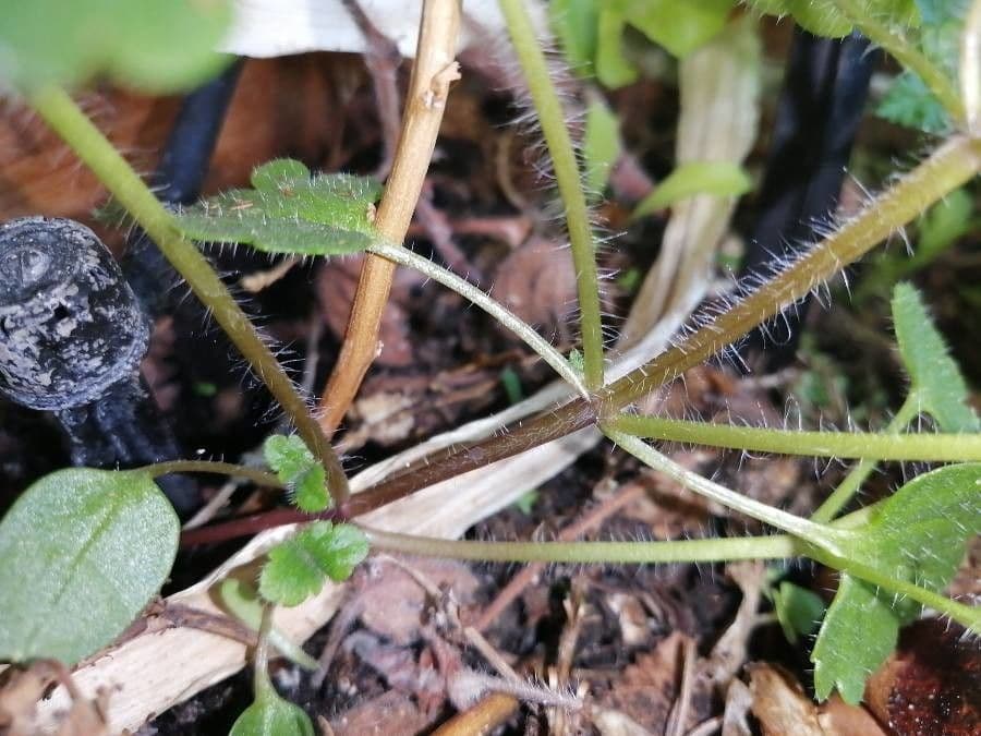 Veronica cymbalaria 28