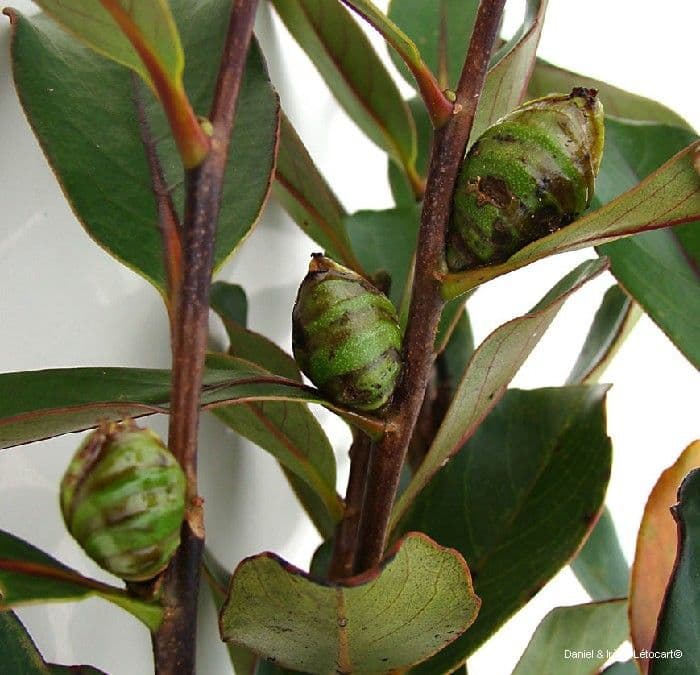 Nothofagus 9