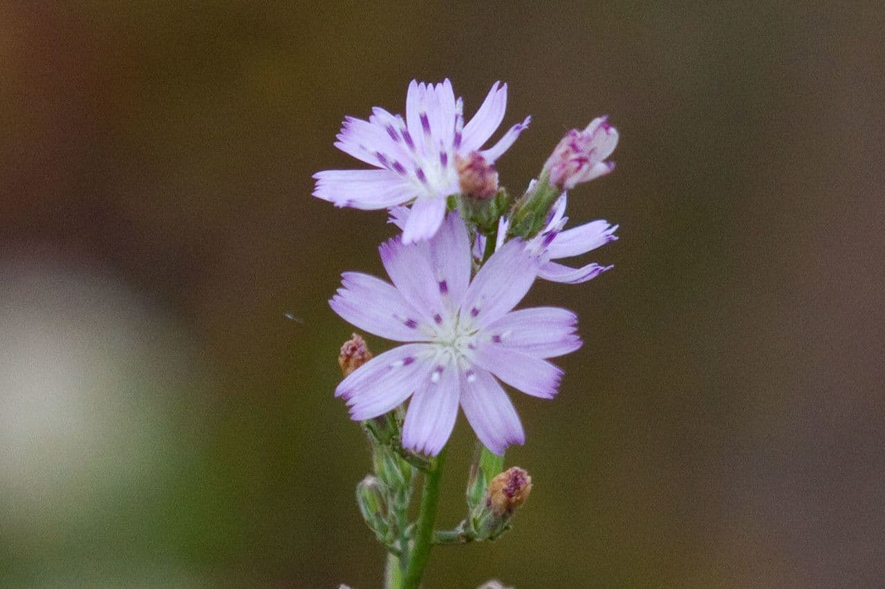 Stephanomeria diegensis 2
