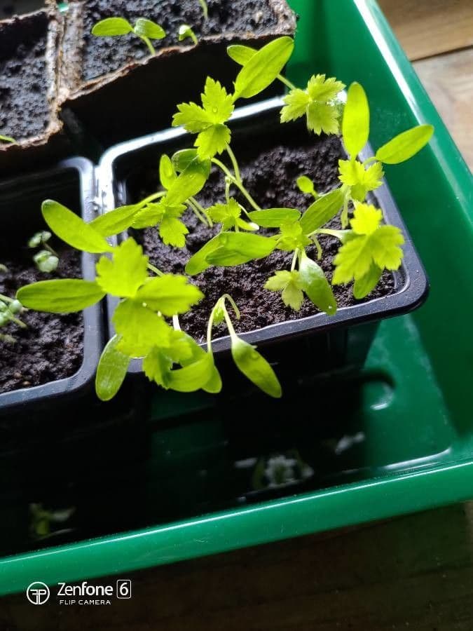 Criptotenia japonská 2
