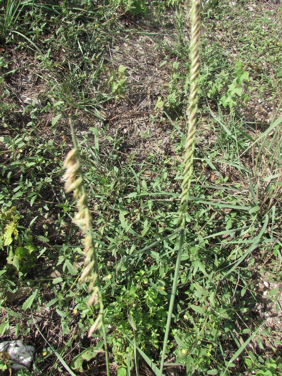 Bouteloua pendula 11