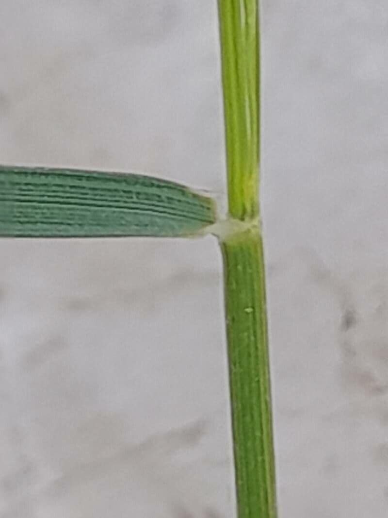 Aristida comune 22