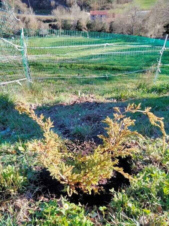 Ginepro squamato 9