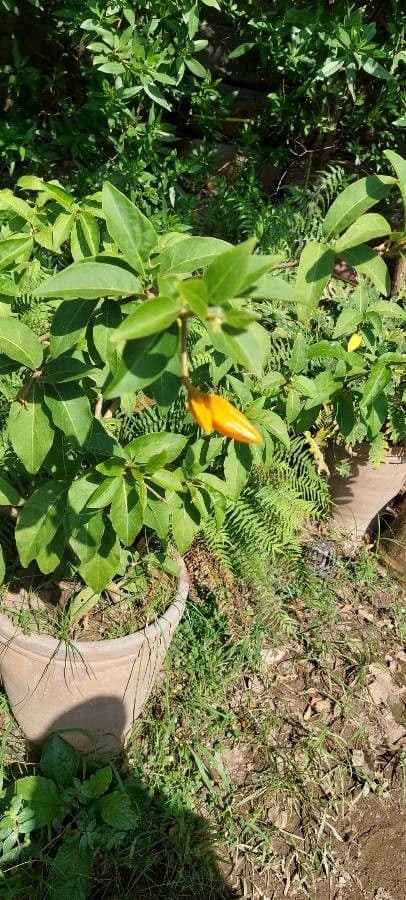 Juanulloa mexicana 3