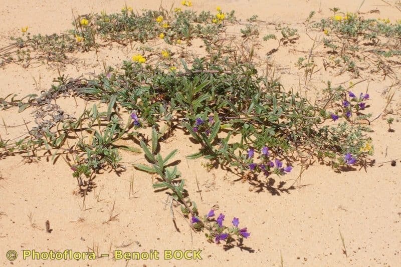 Echium 4