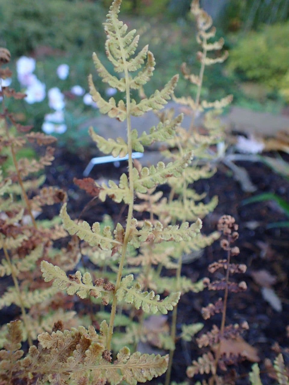Woodsia obtusa 3