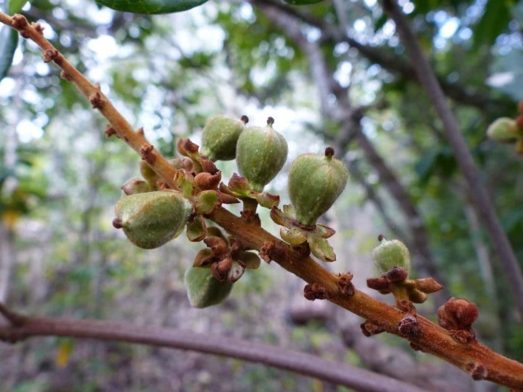 Cupaniopsis