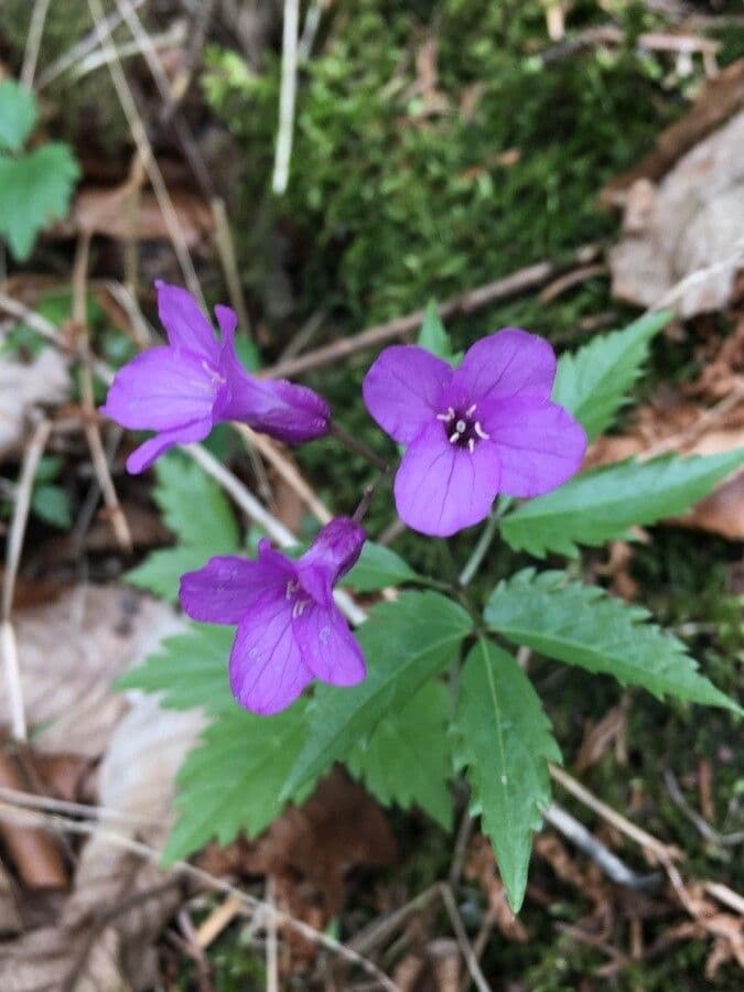 Cardamine 2