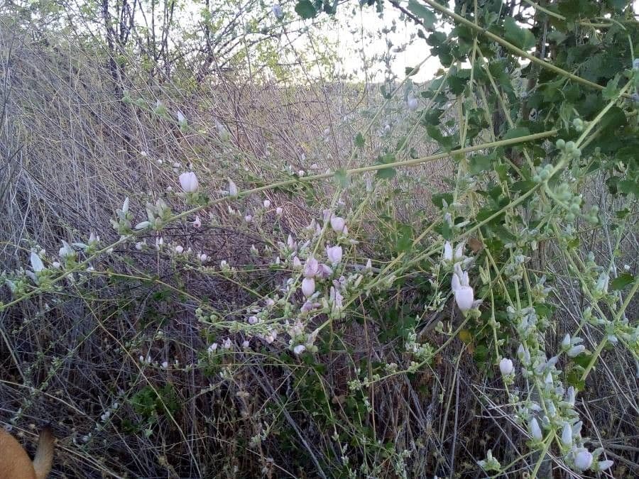 Malacothamnus densiflorus