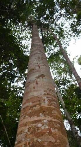 Dysoxylum Gaudichaud 2