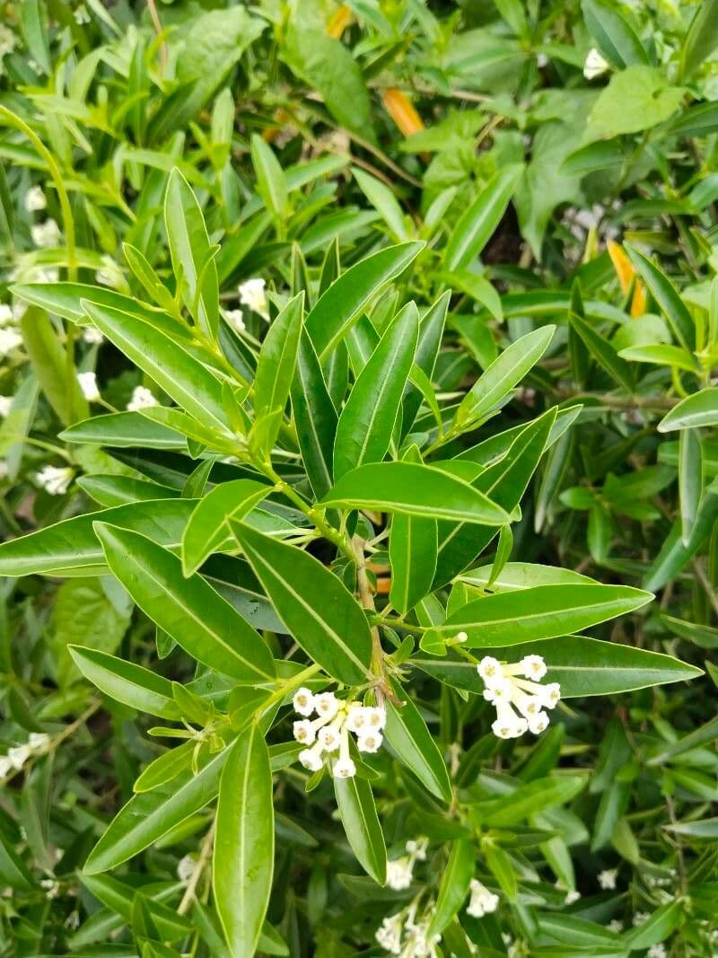 Cestrum diurnum 11