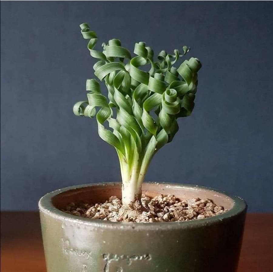 Trachyandra 2