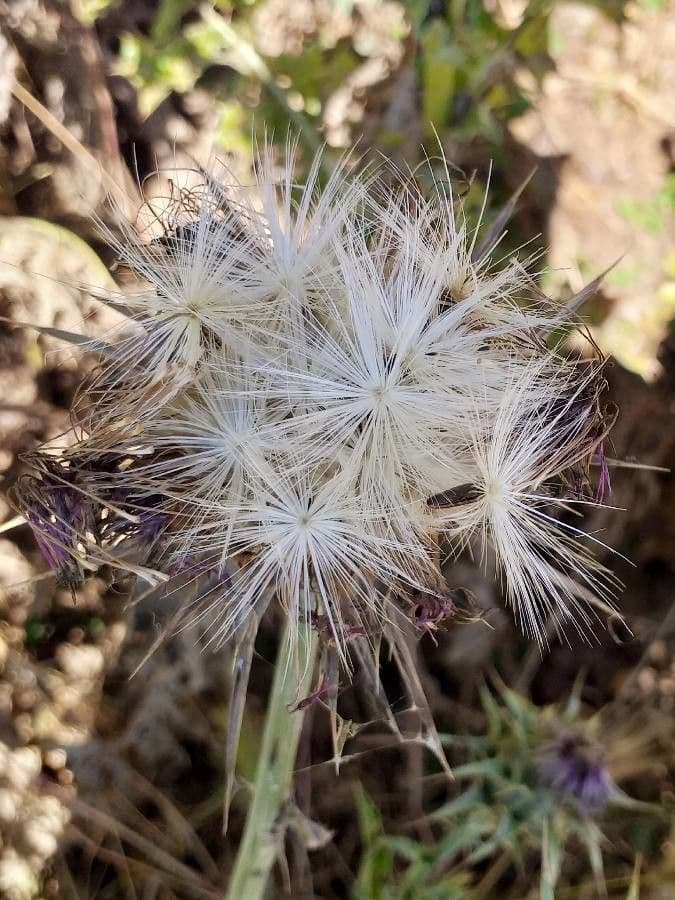 Mariendistel 3