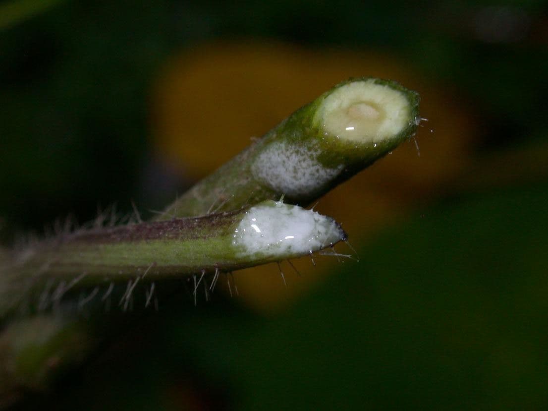 Ipomoea trifida 18