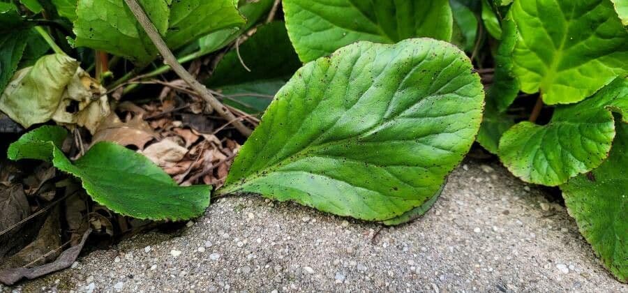 Bergenia Stracheya 5