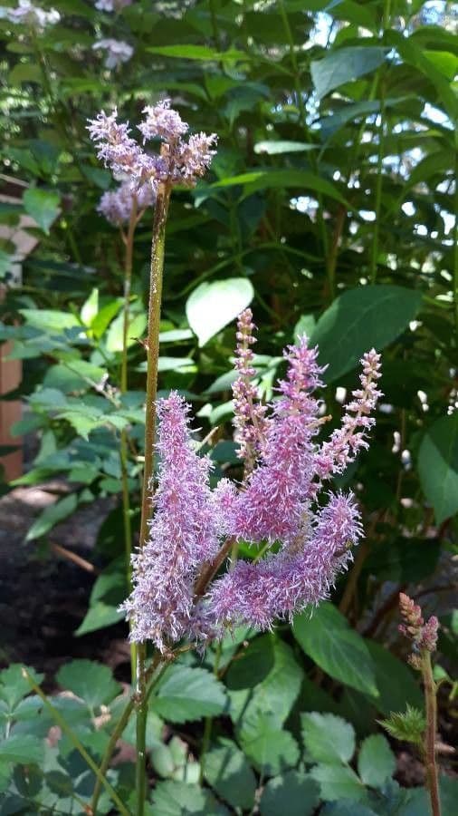 Astilbe rossa 4