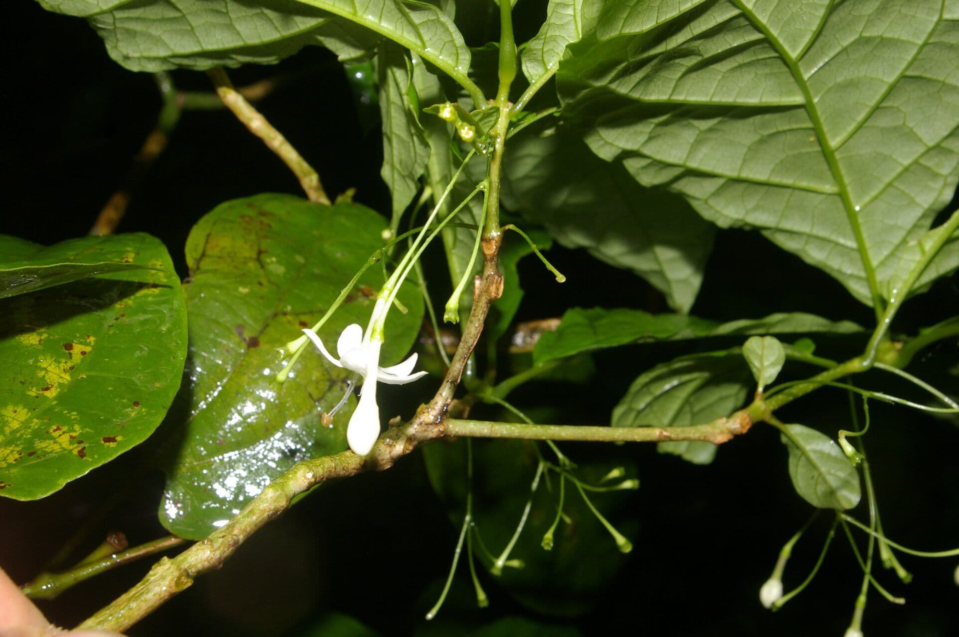 Aegiphila 8