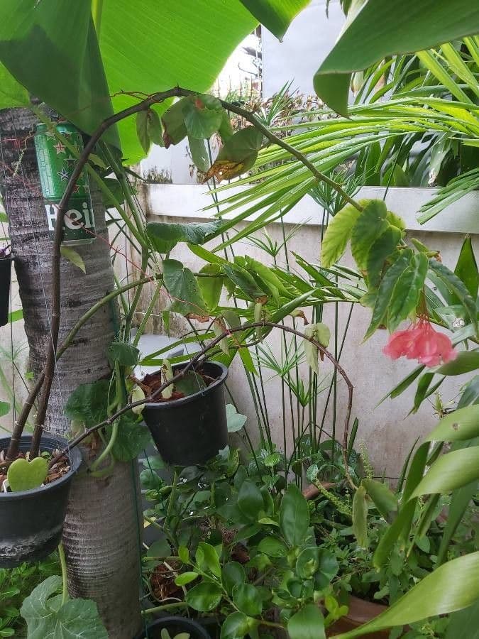 Begonia 6