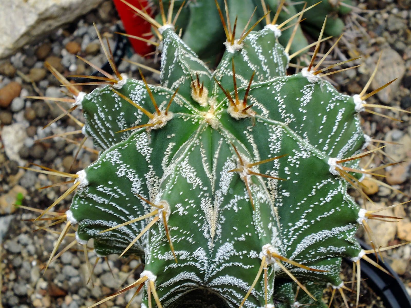 Cactus 14