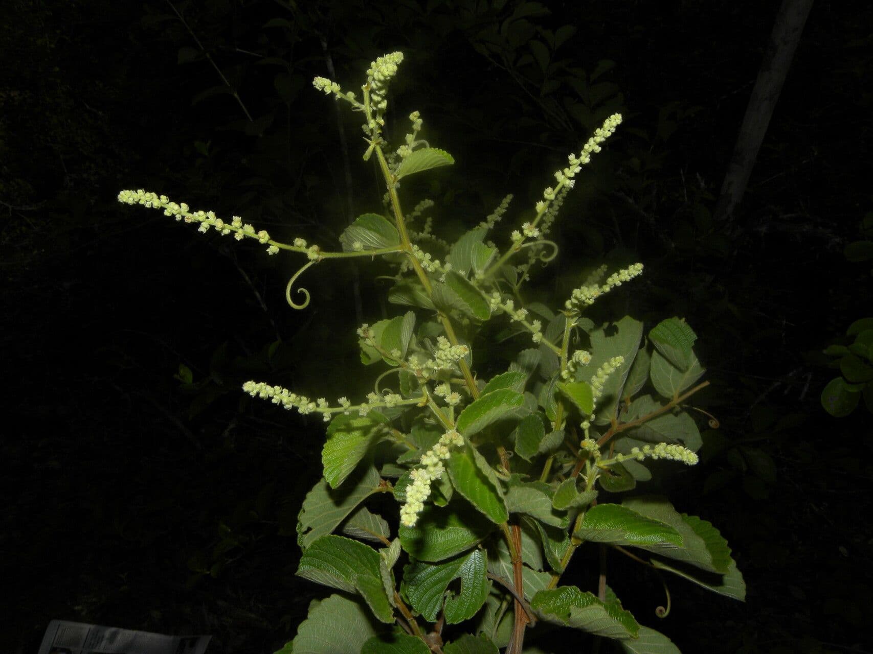 Gouania vellutata 11