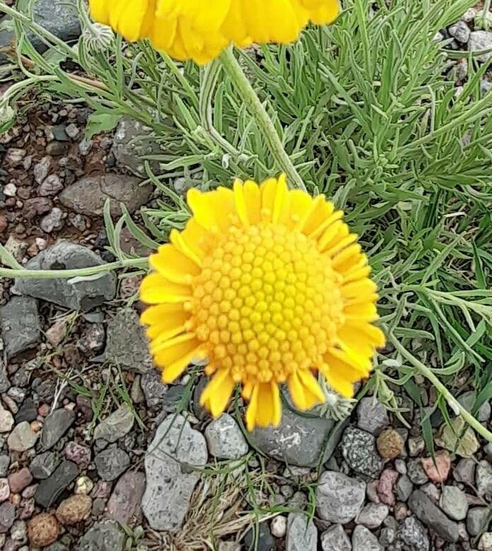 Gaillardie