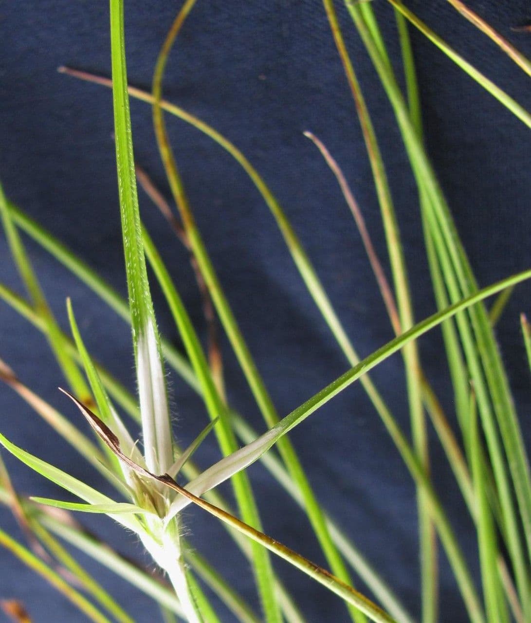 Rhynchospora 4
