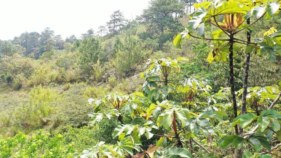Cecropia 15