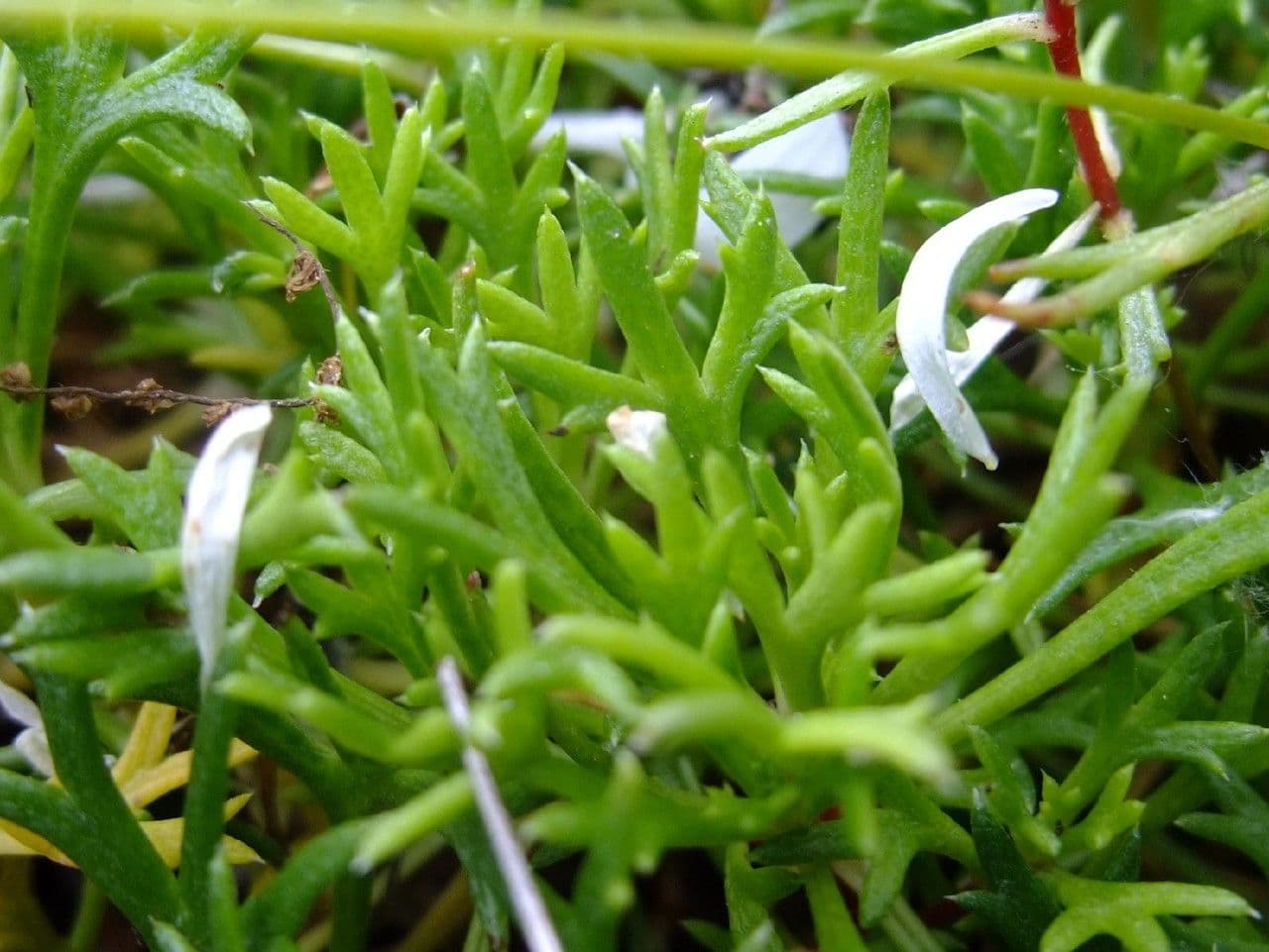 Saxifrage 15