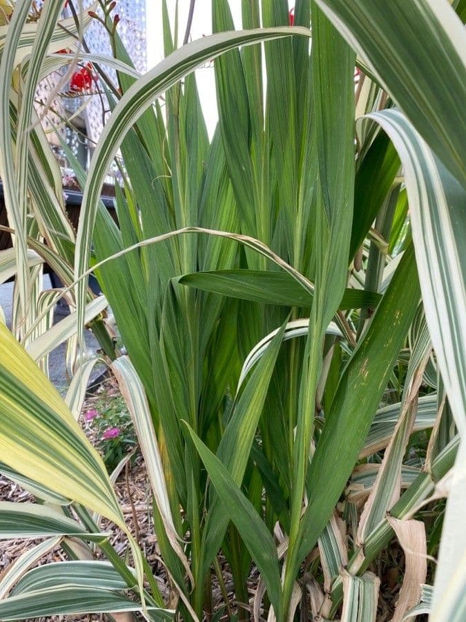 Crocosmia dorata 11